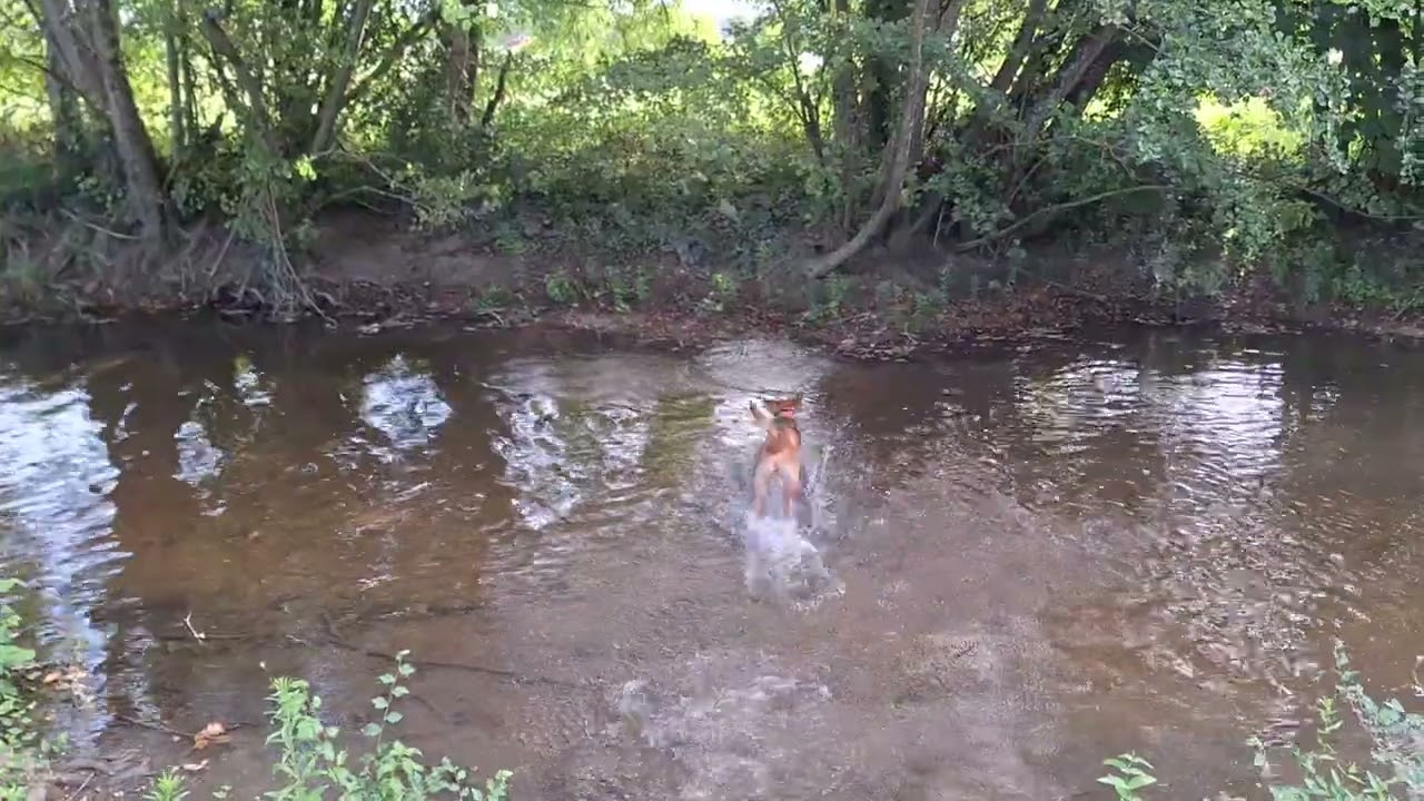 Petite promenade découverte avec mon chien