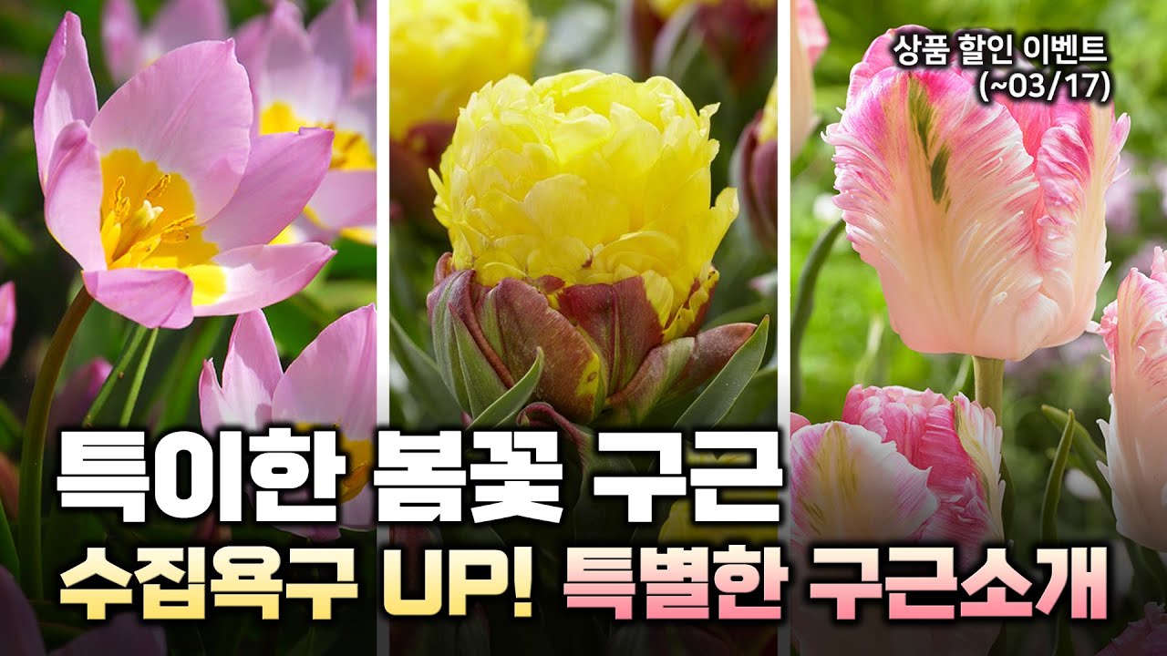 특별한 구근 찾으세요? 이 영상 하나로 종결합니다❤️ 3월 개화구근 소개 및 할인이벤트‼️