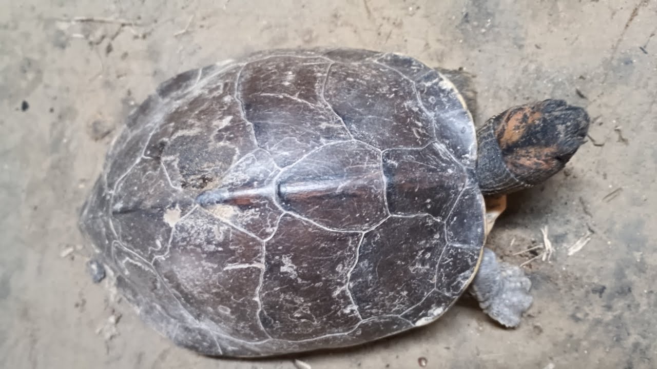 लक्ष्मी जी के सवारी कछुआ जो इसका दर्शन करता है उसका भाग्य खुल जाता है नसीब वाले होते हैं जो 