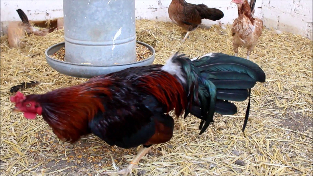 Rancho El Gavillero Gallos