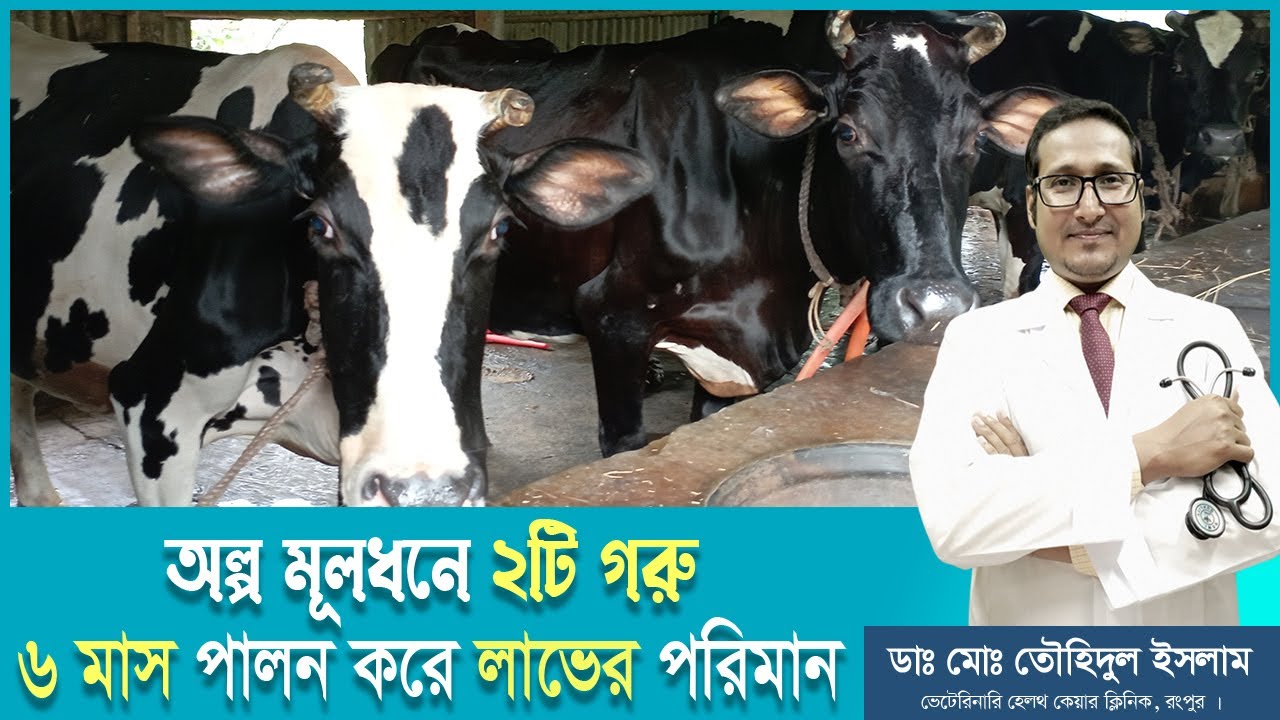 কিভাবে ৬ মাসে দুটি গরু পালন করলে লাভবান হবেন। ৬ মাস গরু পালন করে লাভের পরিমান। খামার পরিকল্পনা