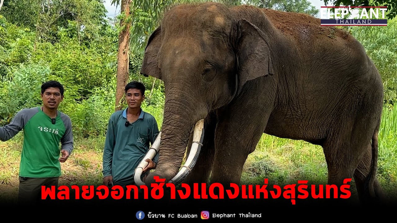 อายุยังน้อยงายังขนาดนี้ งัดพี่ๆแบบไม่เกรงใจ😂elephant