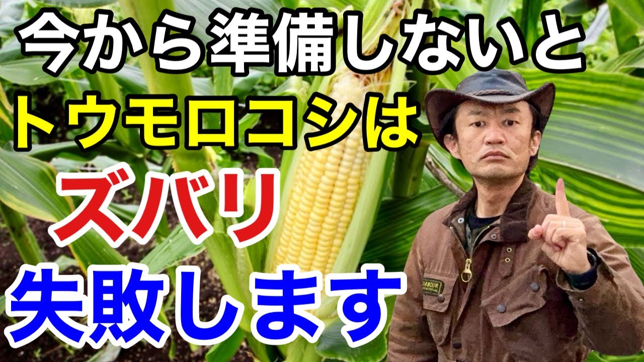 今年のとうもろこし栽培はたったこれだけで劇的に成功します　　　　　【カーメン君】【園芸】【ガーデニング】【初心者】