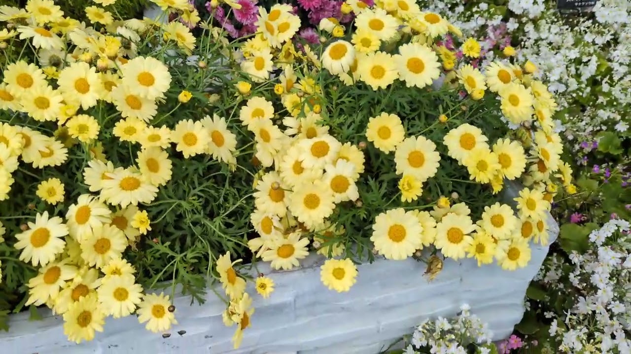 早春の草花展　３月8日で終了!