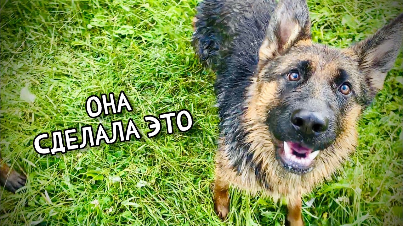 НЕМЕЦКАЯ ОВЧАРКА ВПЕРВЫЕ ПЛАВАЕТ