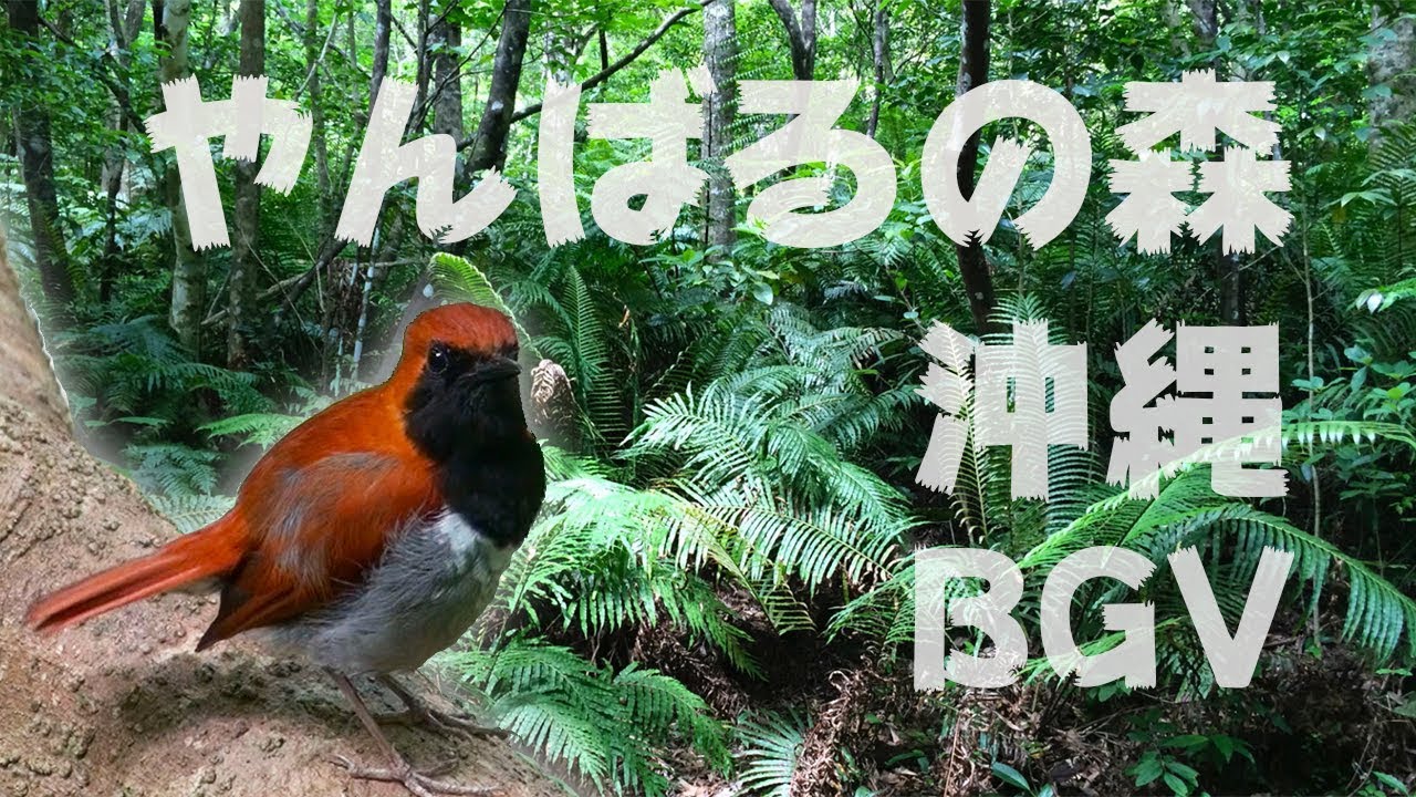 【沖縄・BGV】やんばるの森と野鳥のさえずり BGV、野鳥動画・環境音、睡眠用、リラクゼーション、作業用BGM、4K