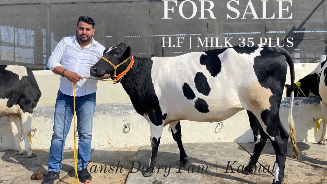 वंश डेरी की फॉर सेल एच.एफ़ | 35  लीटर दूध | दाम 75 हज़ार | For Sale H.F