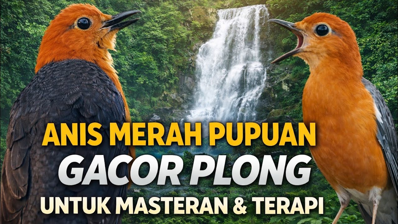 ANIS MERAH PUPUAN GACOR NGEPLONG UNTUK MASTERAN DAN TETAPI BUNYI