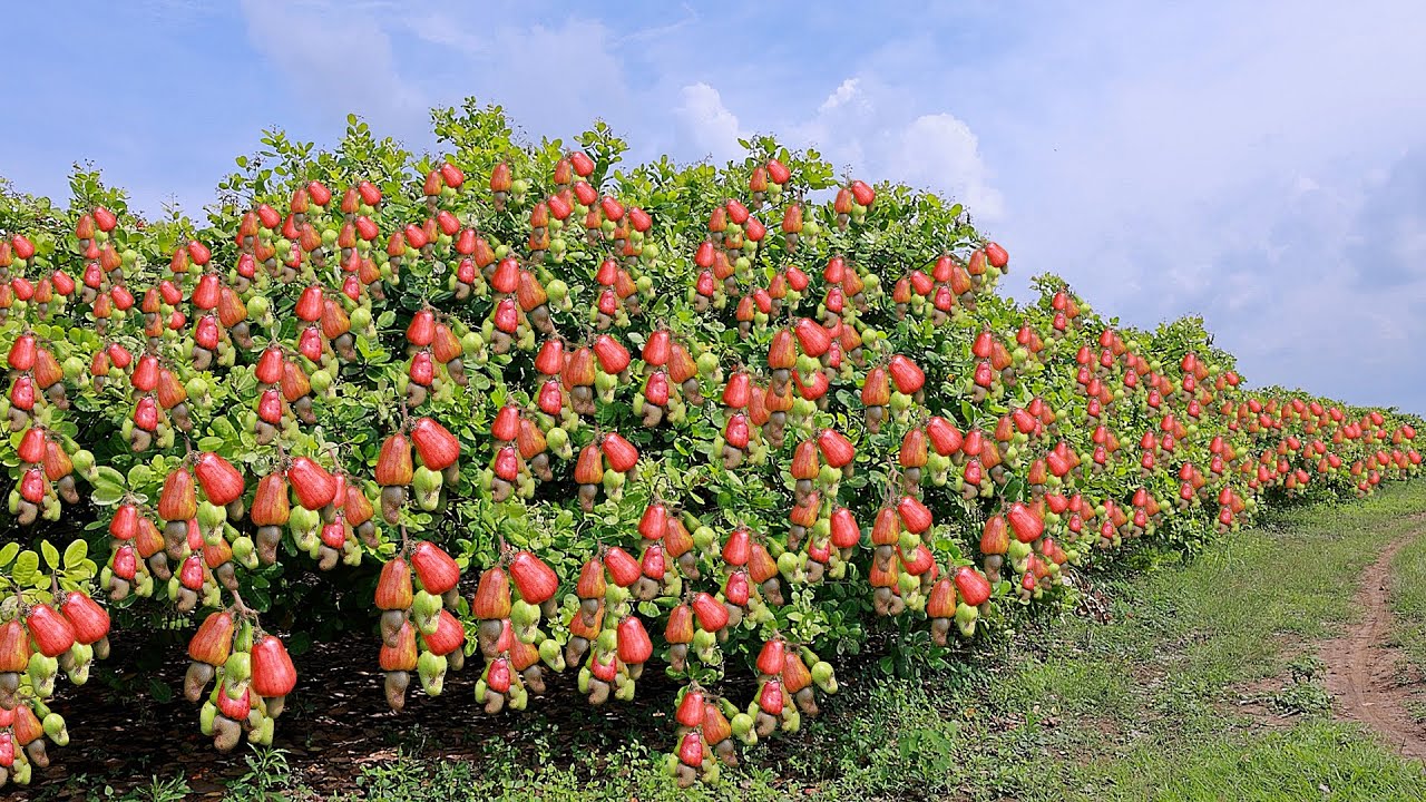 Cashew and Mango Cultivation Harvest in My Village