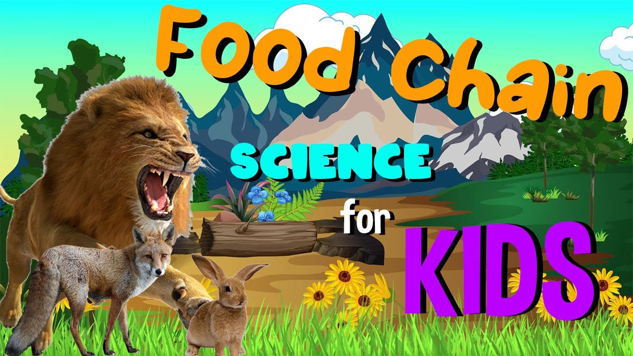 What is a Food Chain | Science for Kids