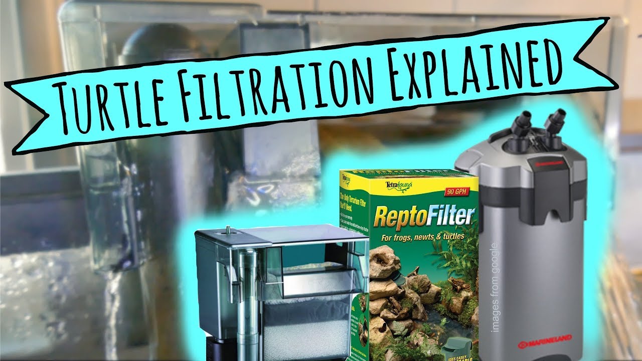 Turtle Filtration Explained | Turtle 101