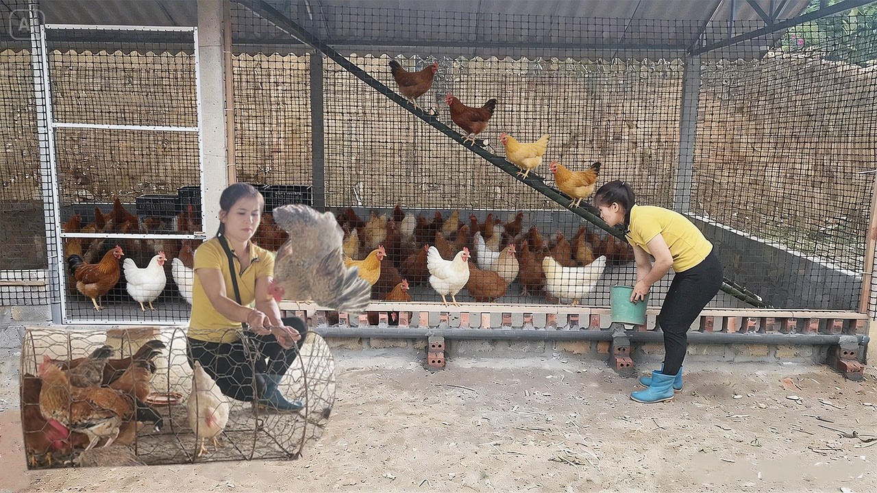 Construir Un Gallinero Correctamente Aprovechando Los Materiales Disponibles