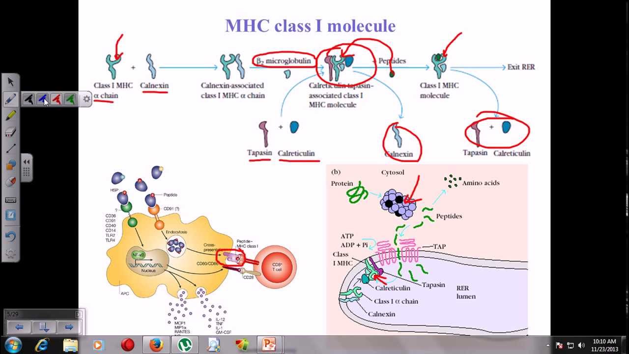MHC class i