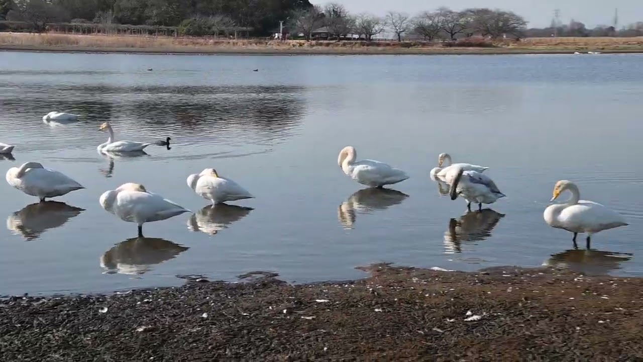 白鳥の湖　2026/2/22