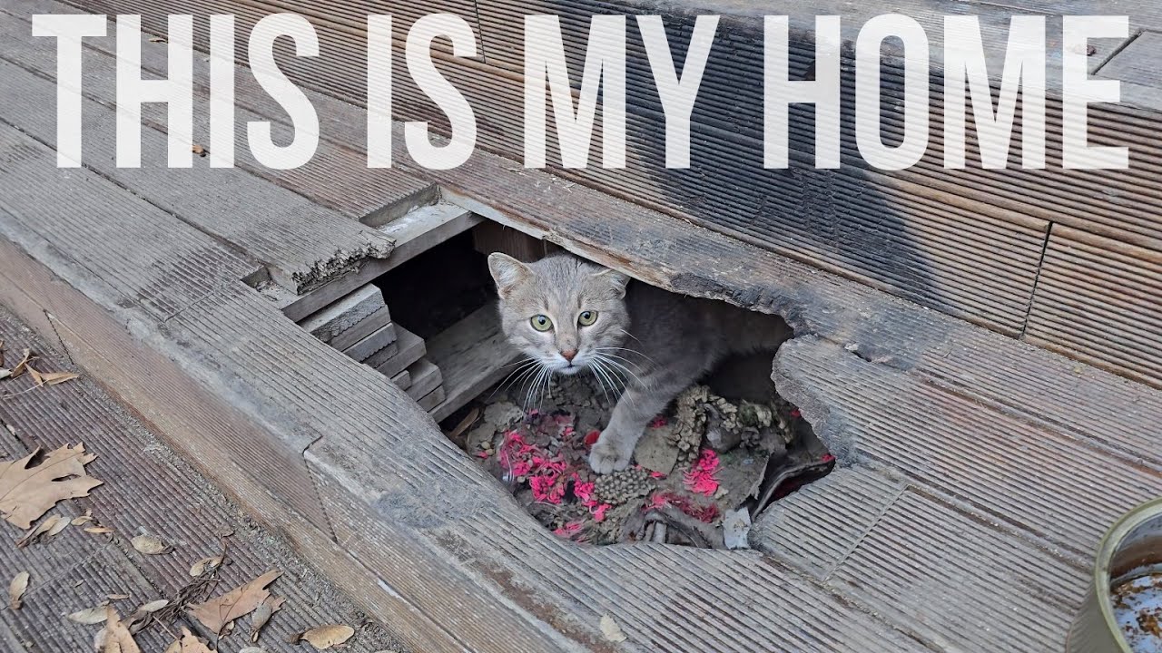 Forgotten Place Becomes Home to a Huge Colony of Stray Cats 🏚️🐾 | Love Street Cats