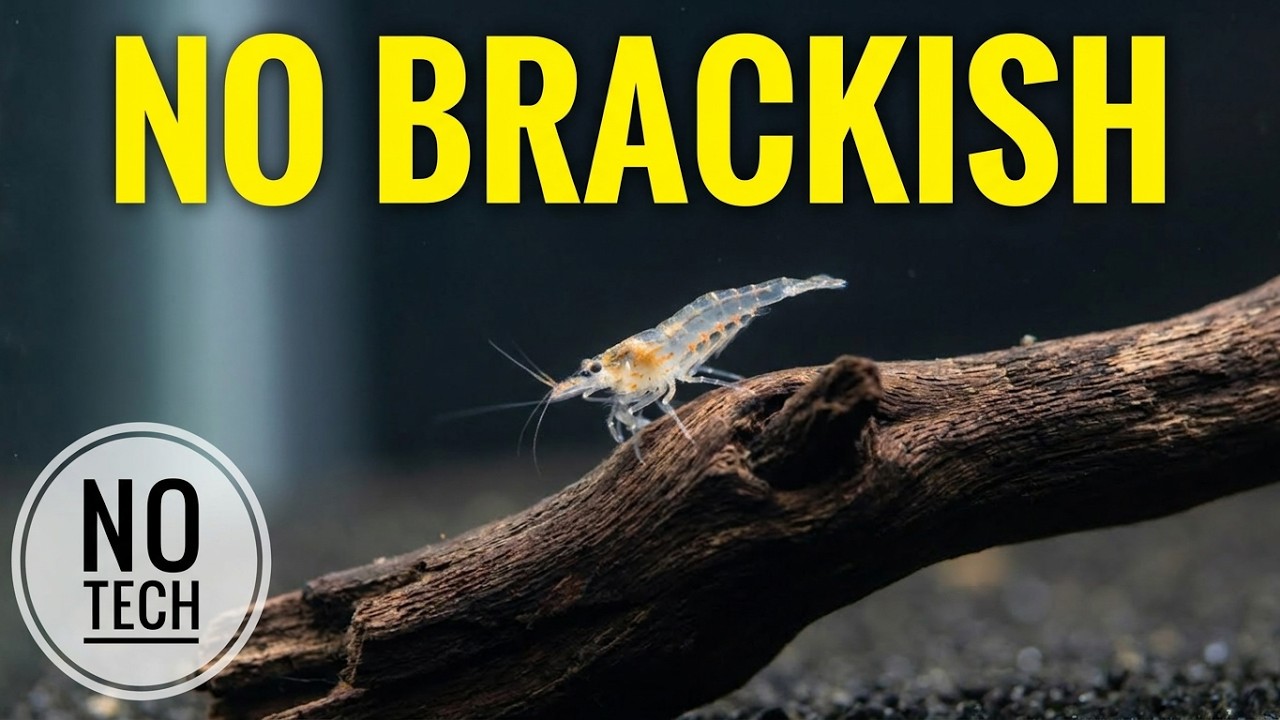 2025 Best Method Of Easy Amano Shrimp Breeding (No Tech, Low Cost!)
