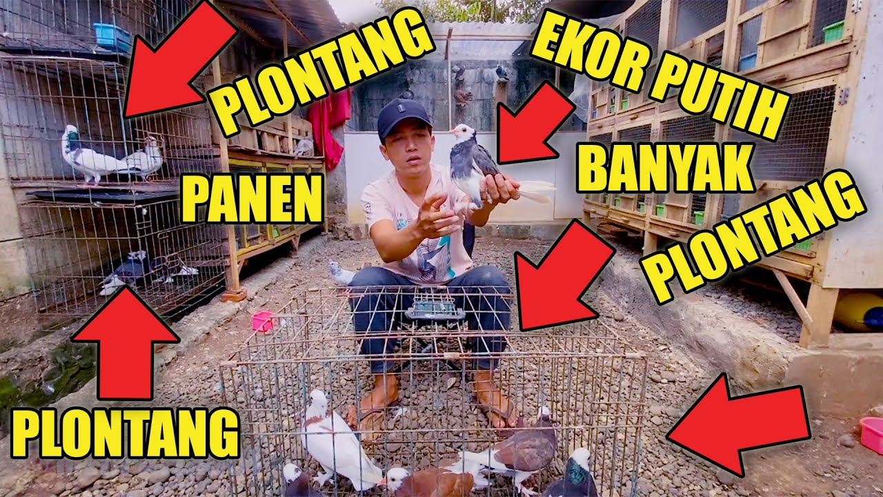 PANEN PIYIKAN POLTANG EKOR PUTIH