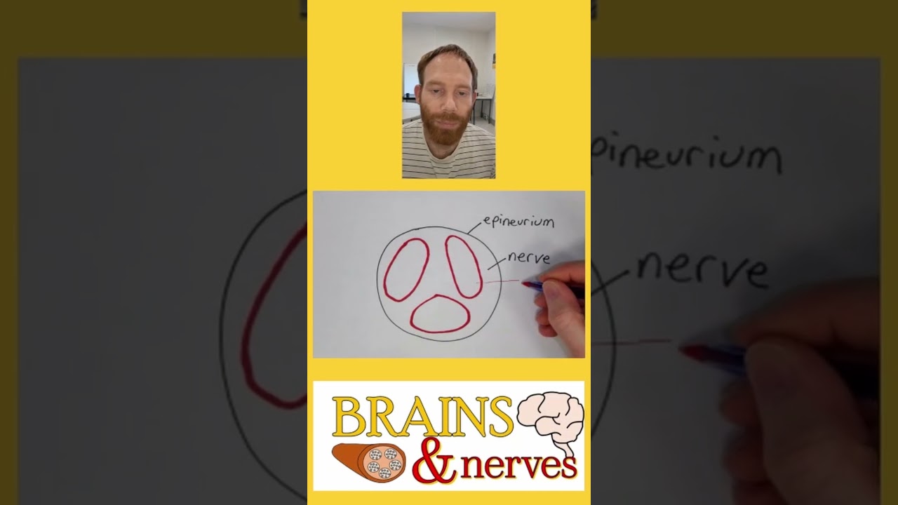 What is a nerve fascicle? #science #neuroscience #nerves
