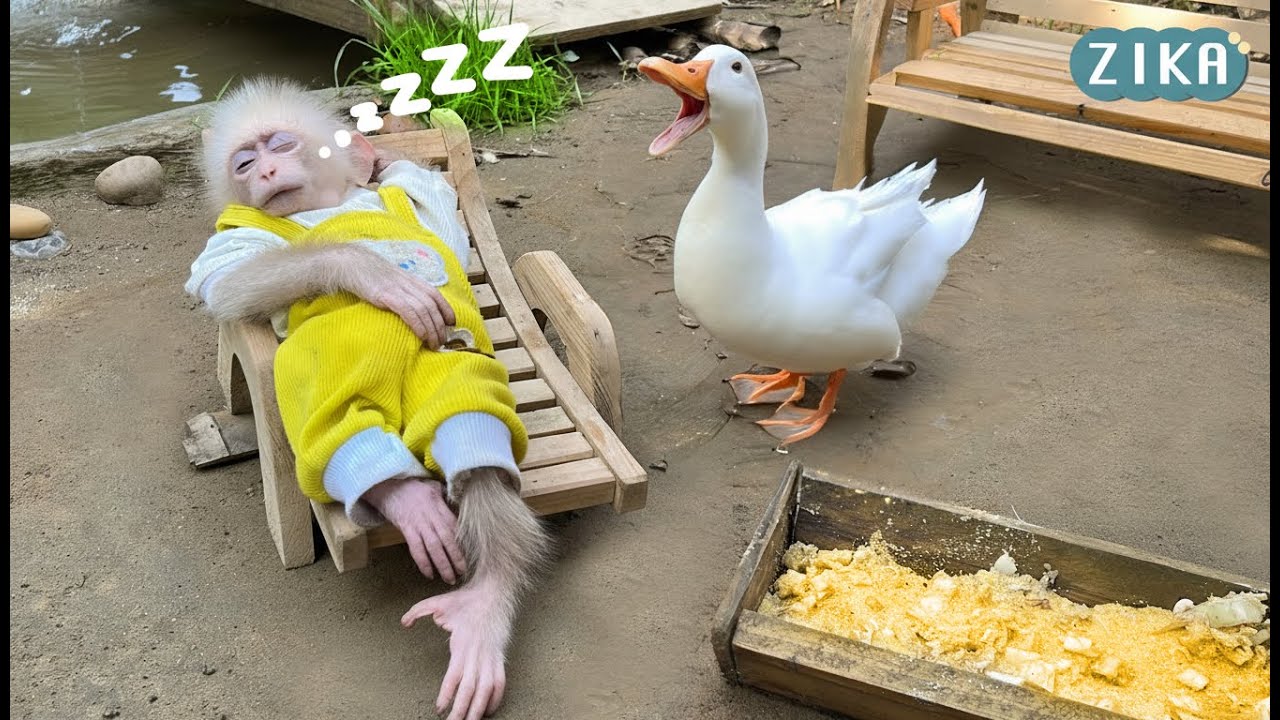 Monkey Zika helps Uncle take care of the duck and then...