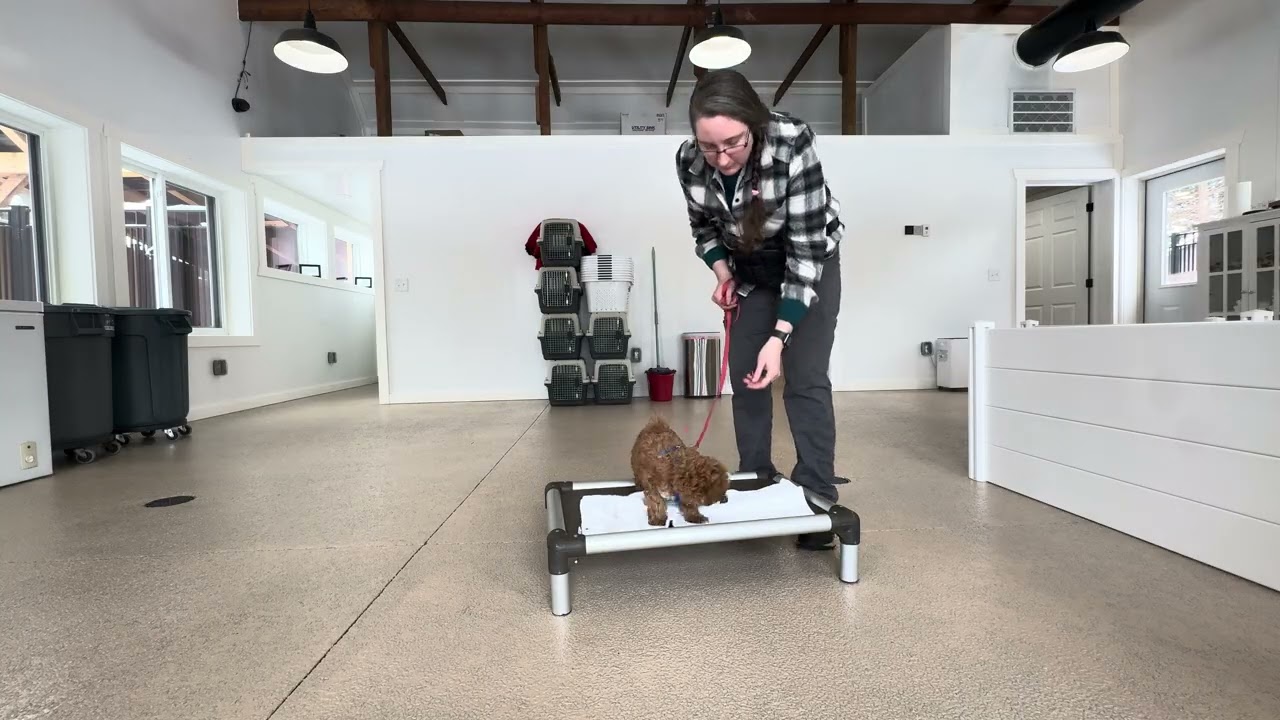 Cooper Leash Training 01/27