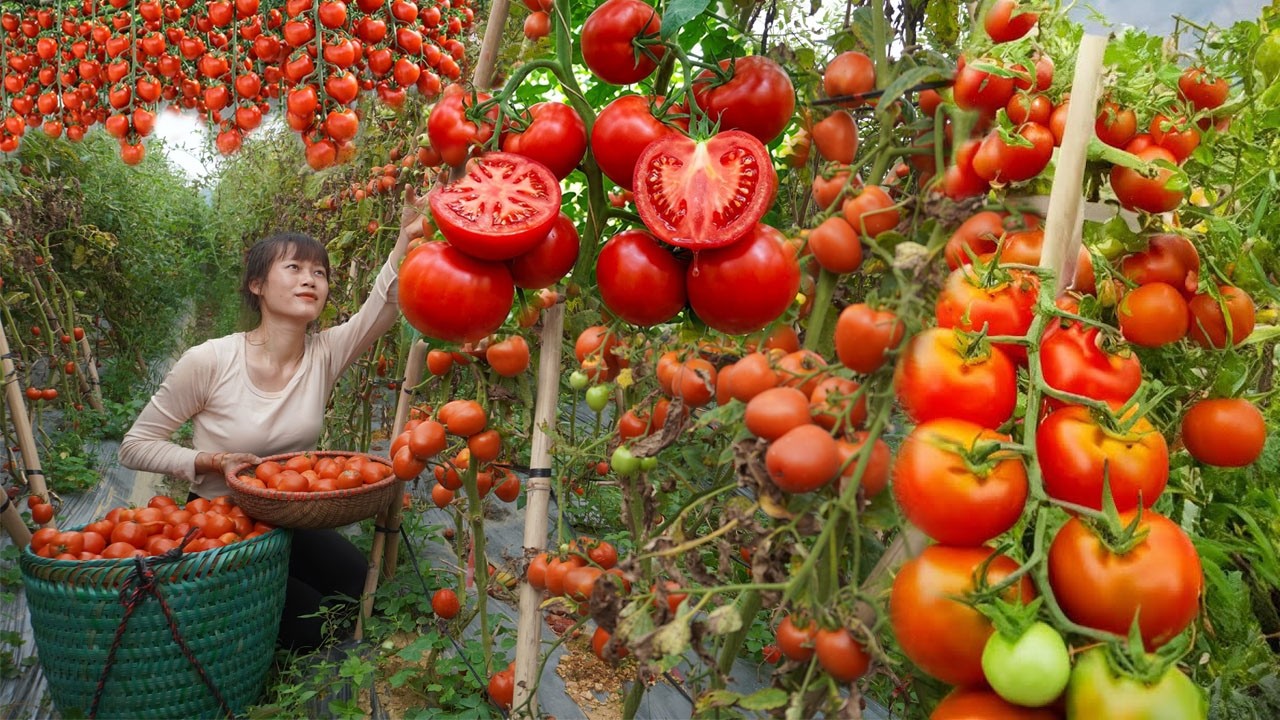 REWIND TIMELAPSE --266 Days Harvest Largest Tomato, Watermelon, Pineapple Fruit Lychees Go To Sell