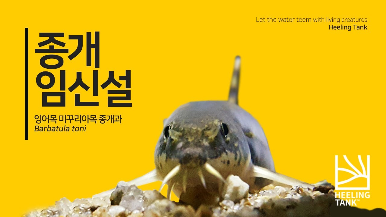 종개 임신?