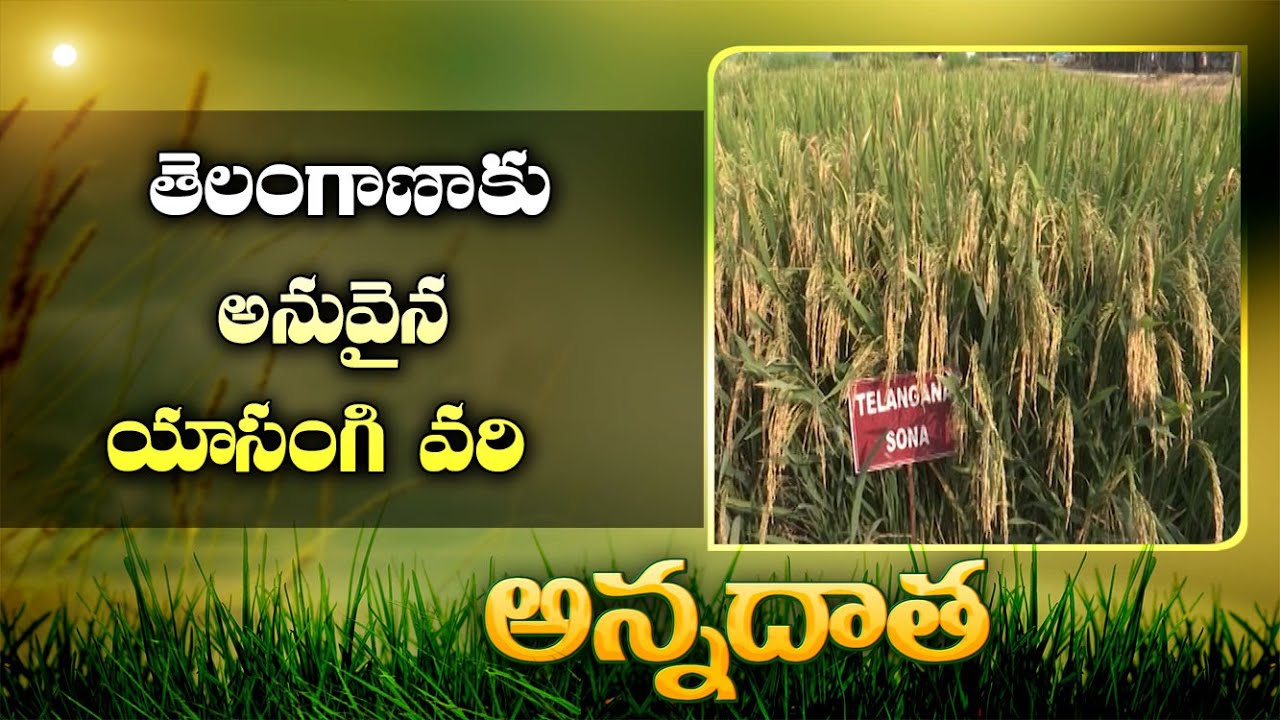 Rabi Paddy Varieties For Telangana