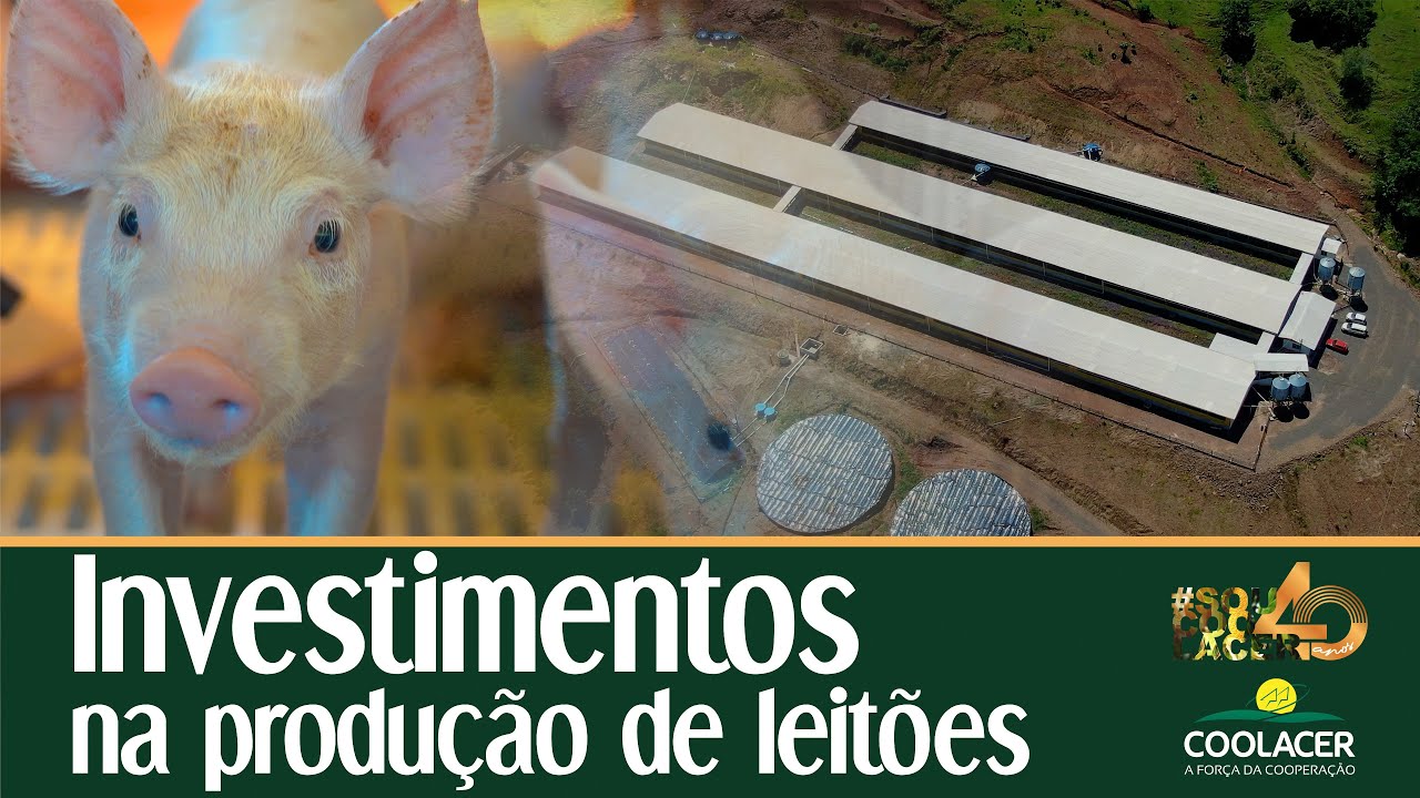Investimento na produção de suínos