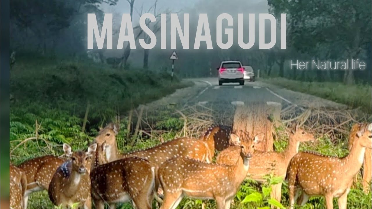 இந்த weekend plan pannunga /இயற்கையோடு ஒரு பயணம் / #Masinagudi road trip / wildlife / site seeing