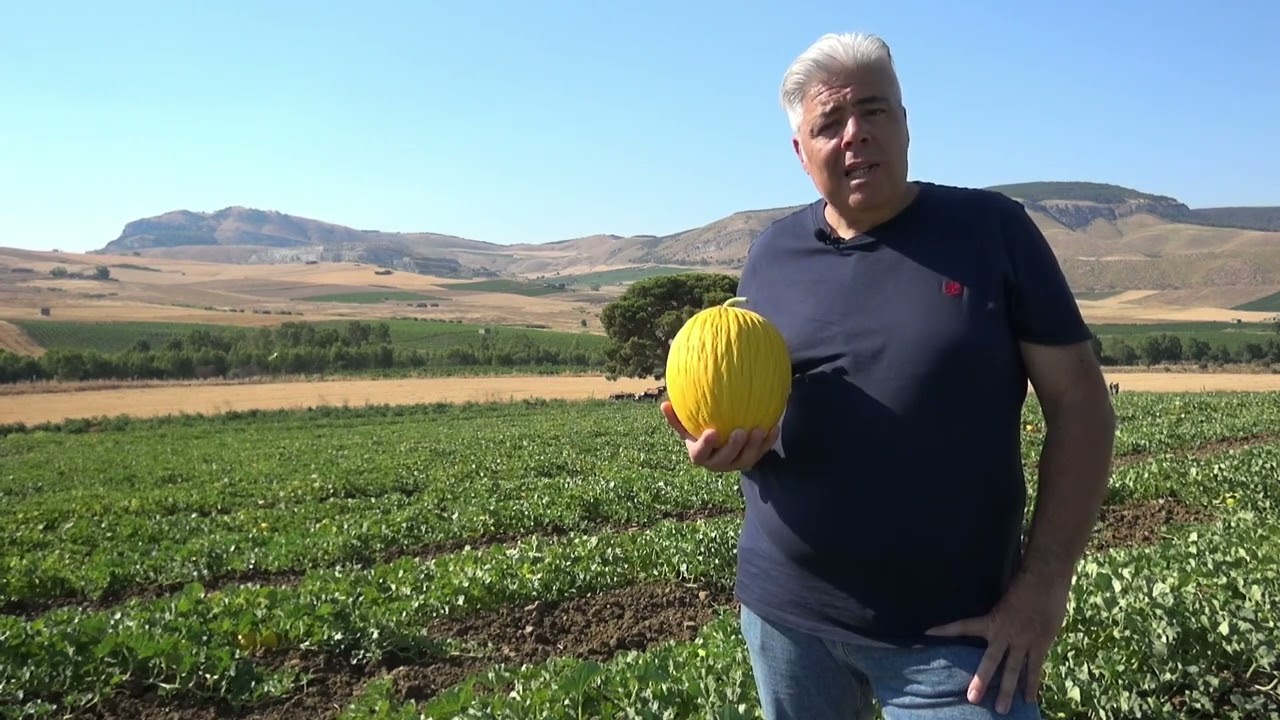 Raccolta melone gialletto Egesto di Enza Zaden