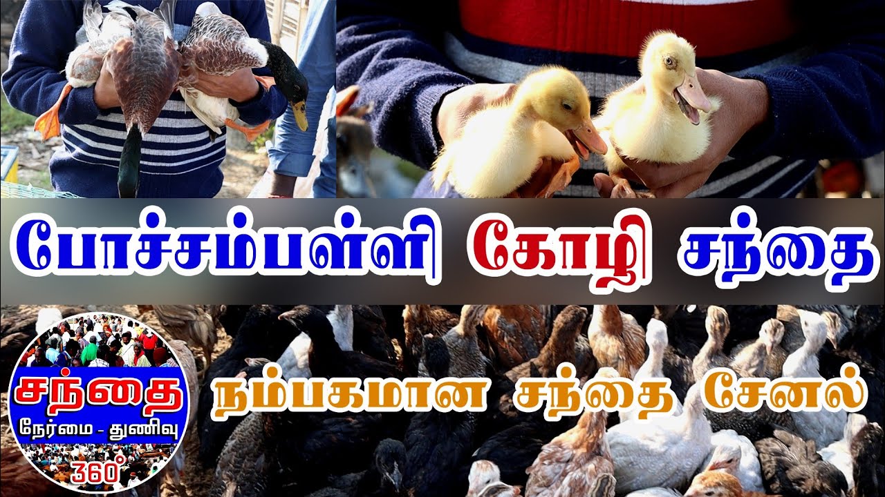 chicken market price in pochampalli - krishnagiri kili mookku nattu seval