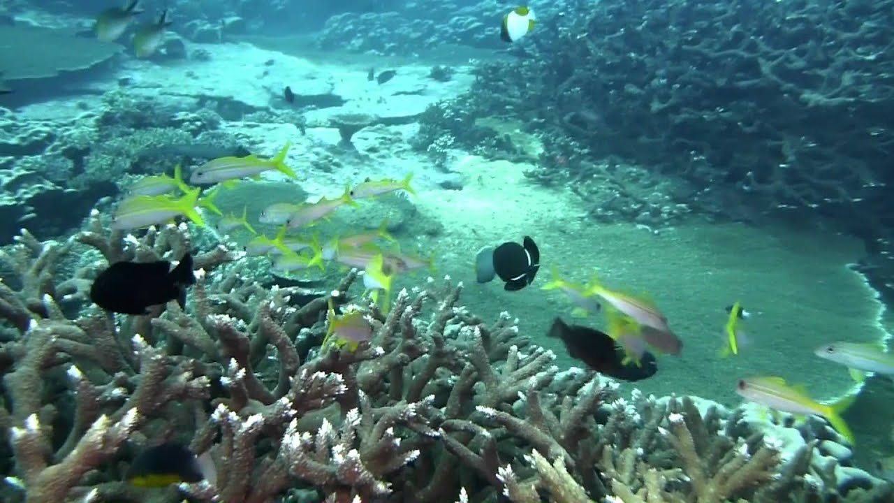 Scuba Diving Cocos Keeling Islands