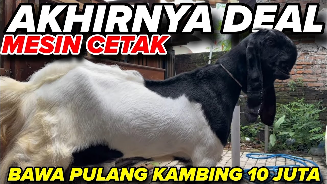 TERBOYONG 10 JUTA ke KANDANG - KKTV