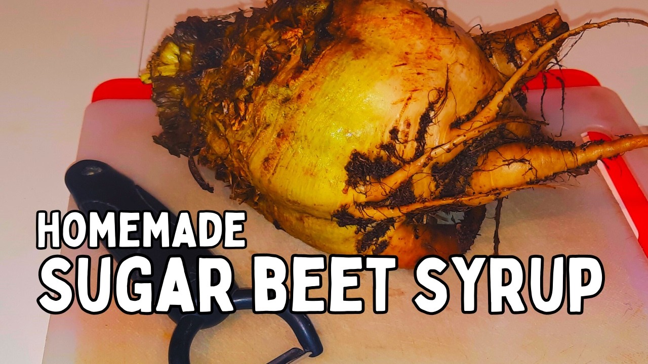 How To Make Sugar Beet Syrup At Home (Sugar Beets)