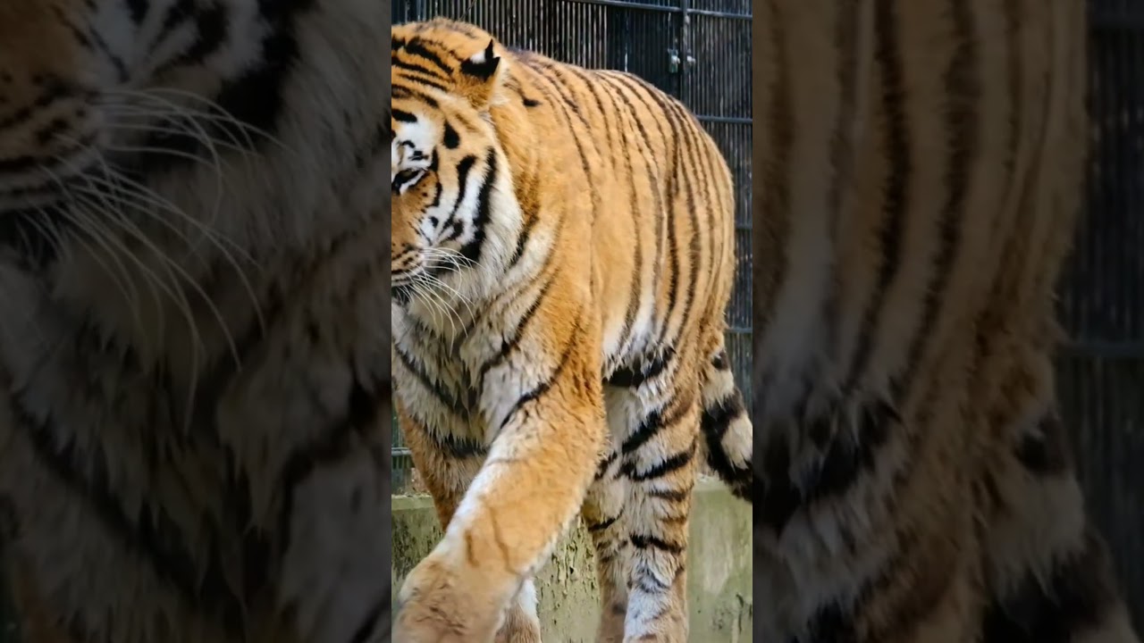 [BREAKING] Preserving the Majestic Malayan Tiger Efforts to Protect an Endangered Subspecies