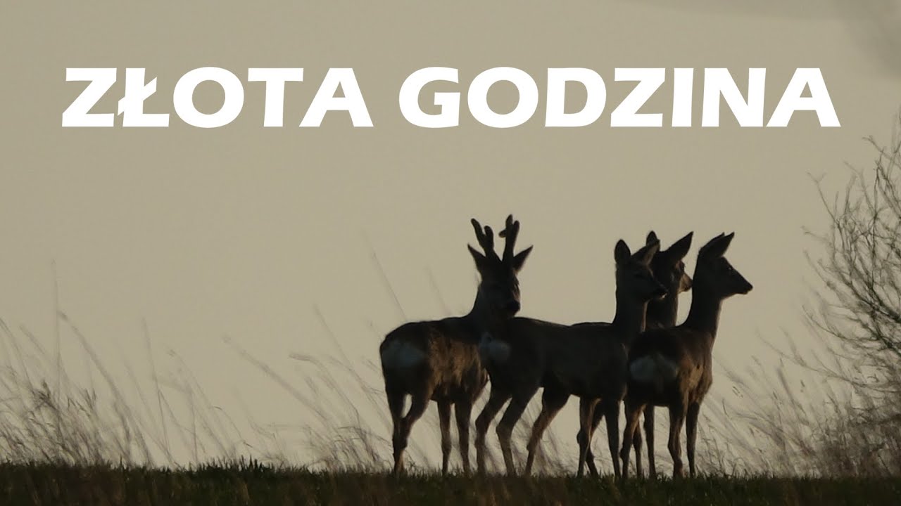 Złota Godzina/Fotografia saren/Fotografia przyrodnicza/Wildlife photogaphy/Sony a7IV/Sony 200-600//