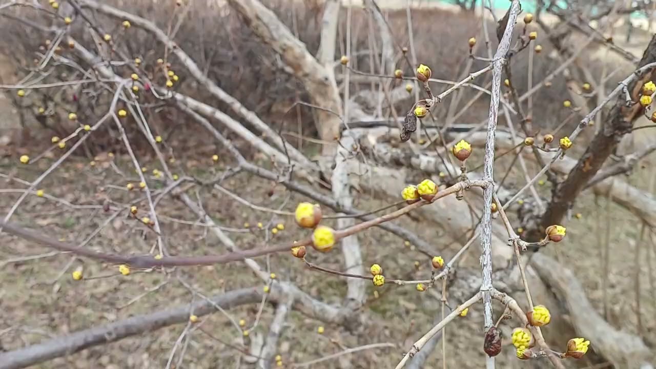 올림픽공원의 산수유