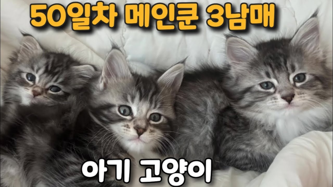 아기 고양이 50일차🐾 이렇게 컸어요💕| 나나의 육아일기 5부 Baby Kittens at 50 Days Old 🐾 #고양이일상 #kitten #아기고양이 #새끼 고양이 #cat
