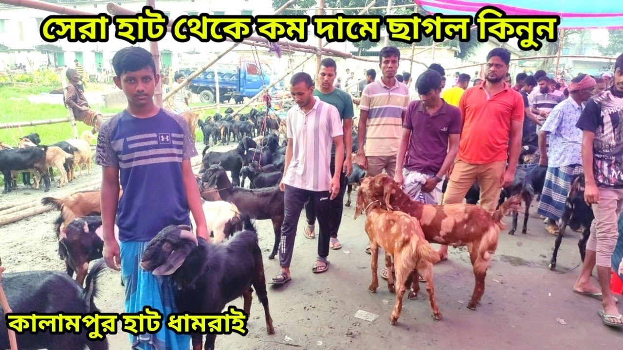 হাট এক সুবিধা অনেক। কালামপুর হাট। সেরা মানের দেশি ছাগল পাবেন এই হাটে। ধামরাই ঢাকা।