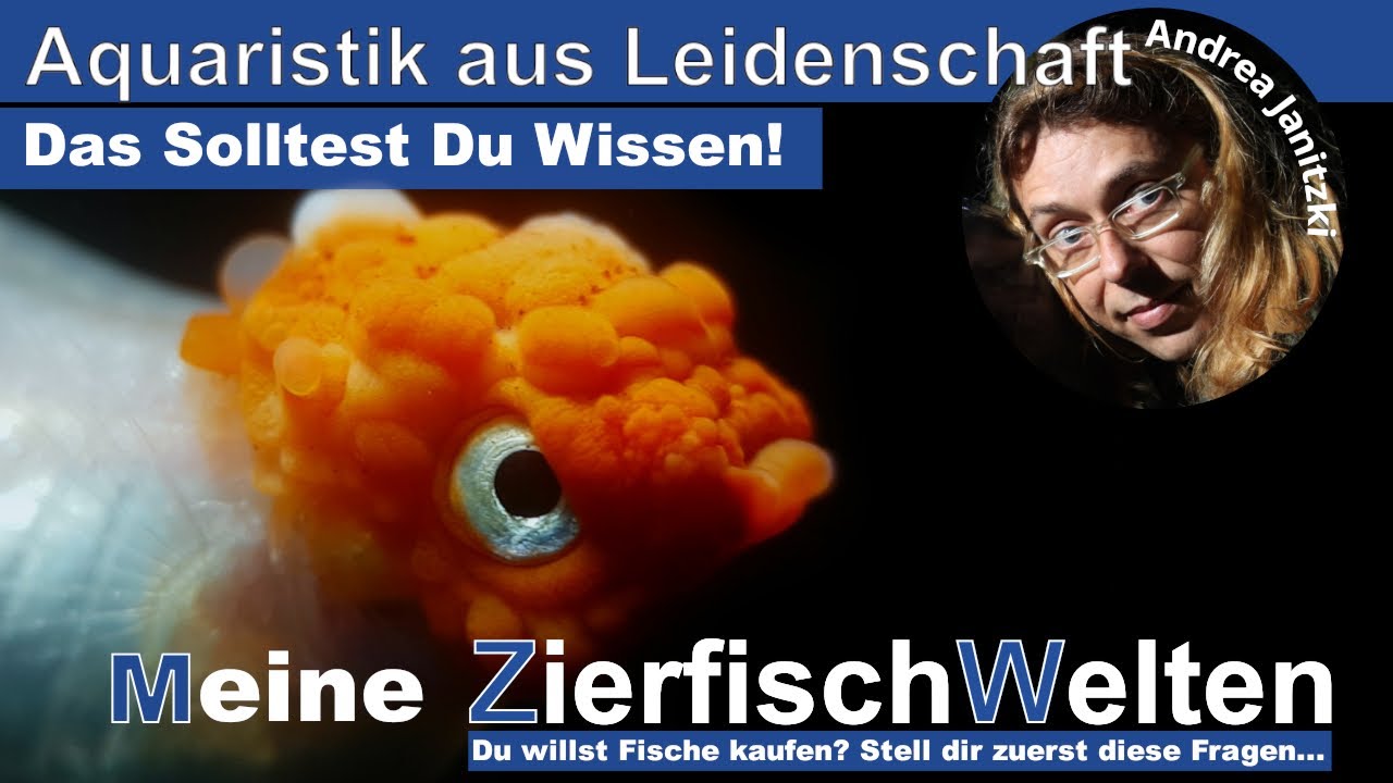 Kauf dir niemals Fische, wenn...