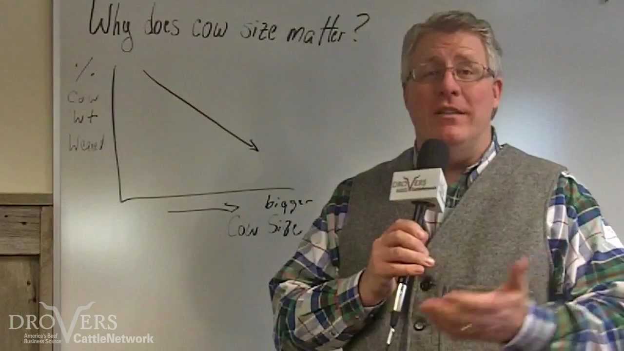 What is the optimum cow size?