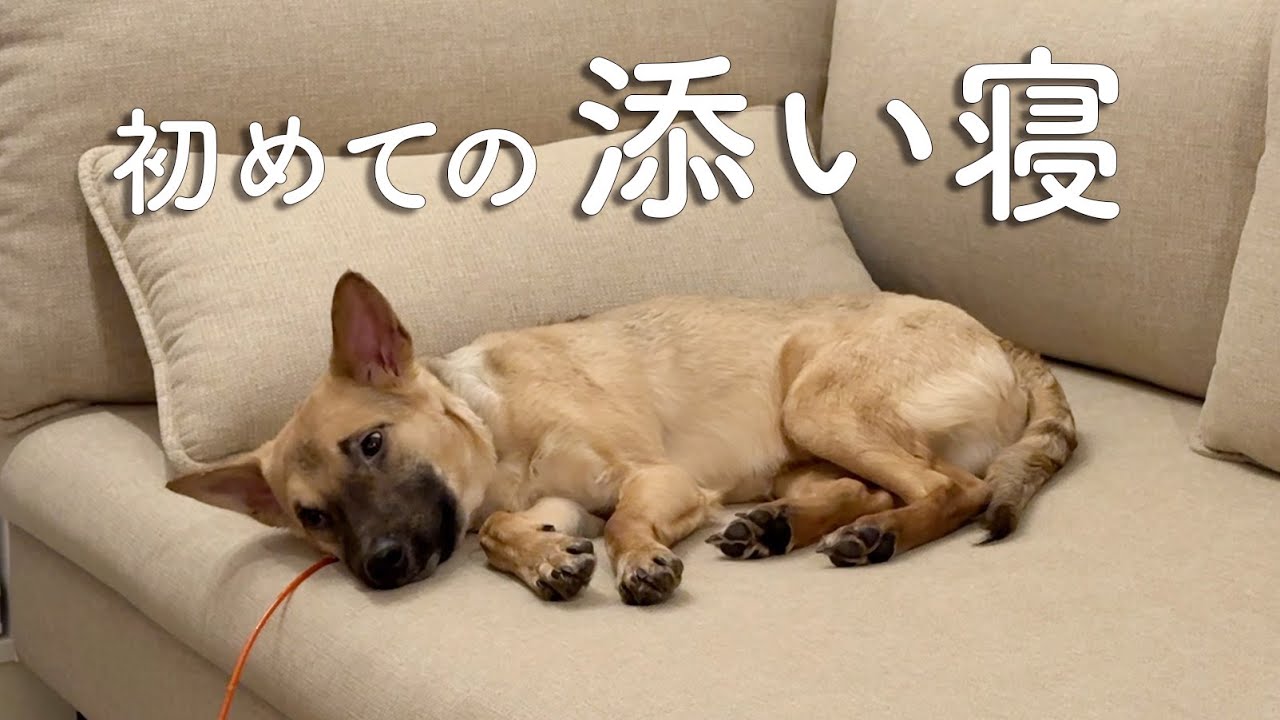 野犬の子犬、ついにソファデビュー。まさかの添い寝も…😭