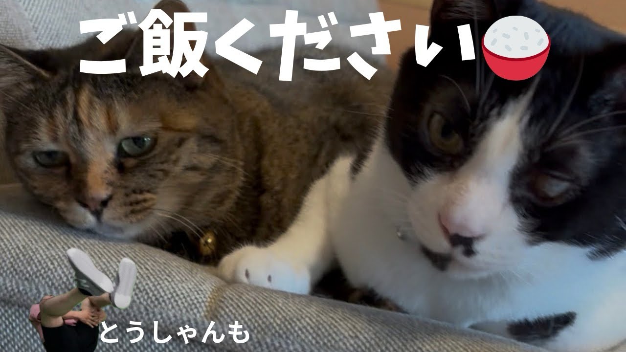 早くご飯ください！そしてアラレちゃんに変化が...
