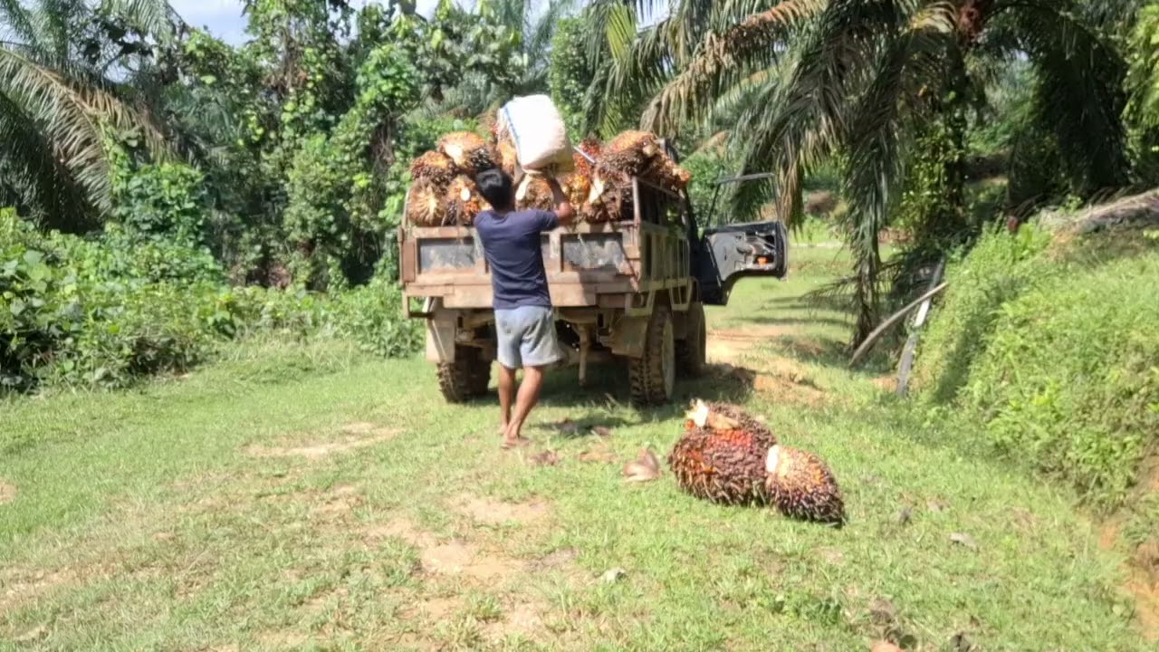 Proses pemutan buah sawit sampai bongkar ke peron
