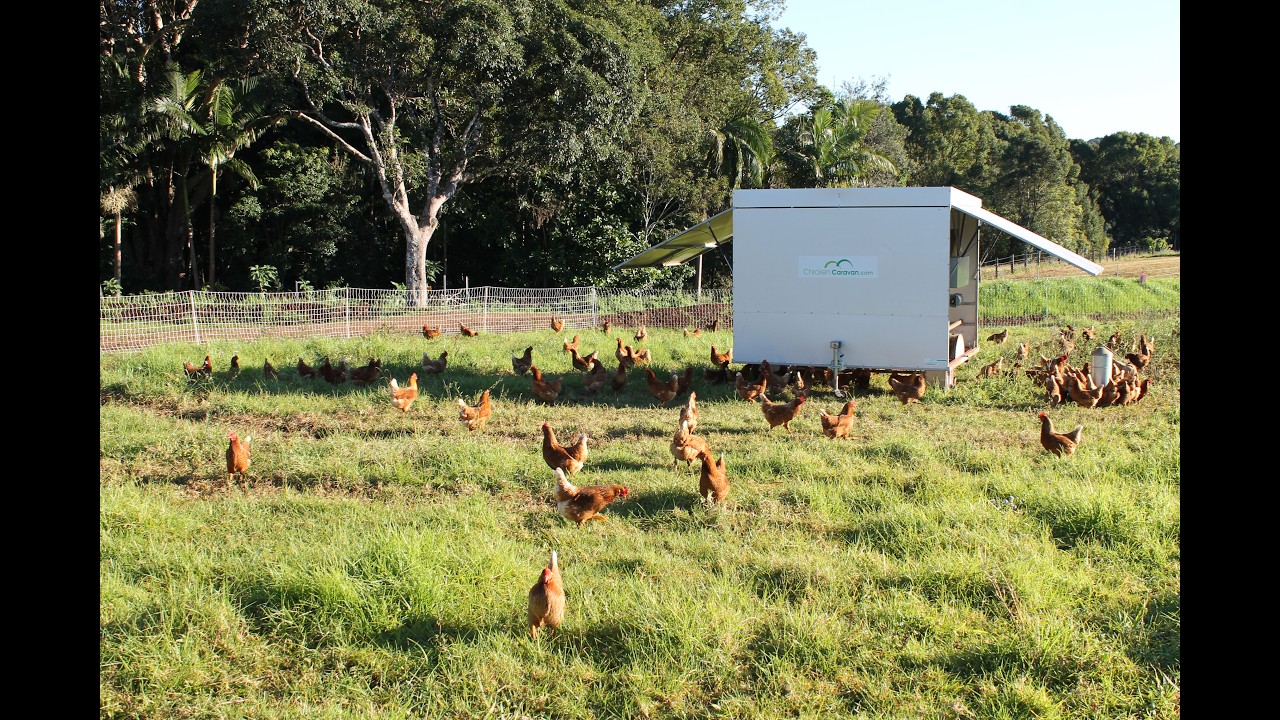 Chicken Caravan 130