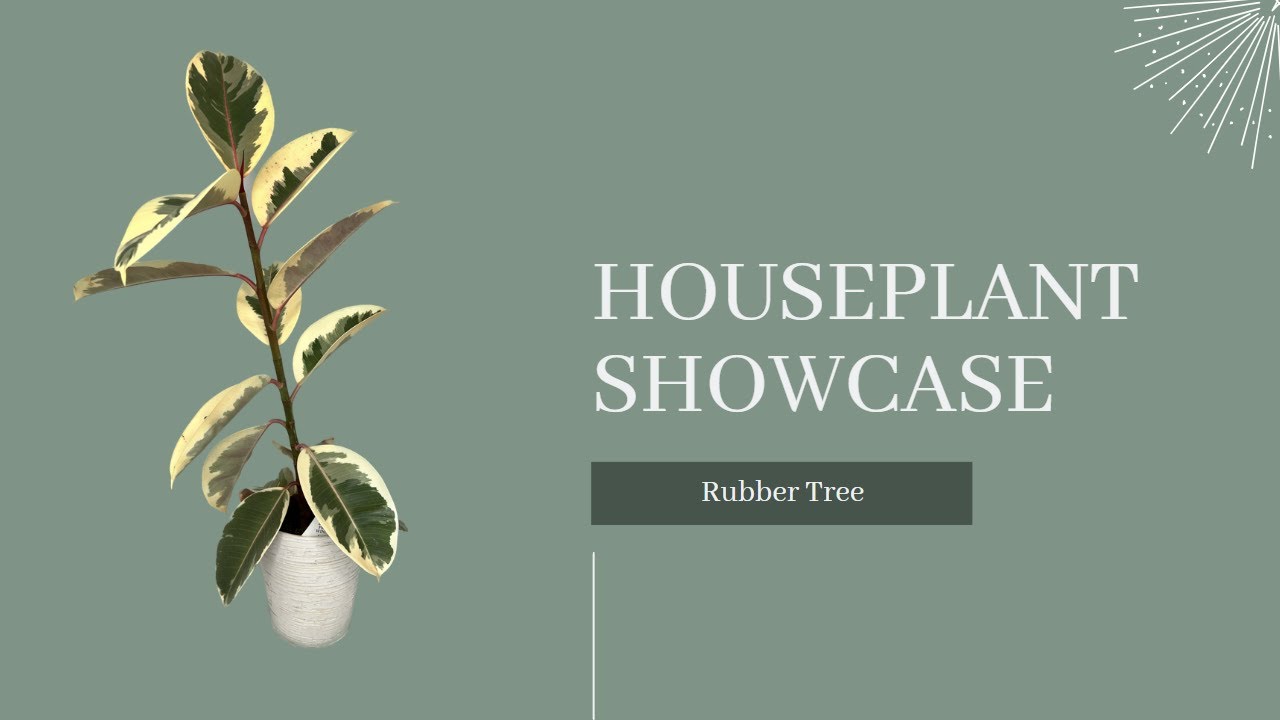 Houseplant Showcase: Rubber Plant