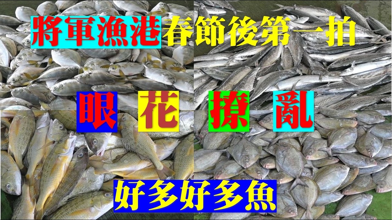 將軍漁港農曆春節後的第一個拍賣日，我買了1650元，有哪些新鮮貨呢?還有深夜的將軍漁港跟白天有有甚麼不同？首次直擊深夜漁船卸貨。
