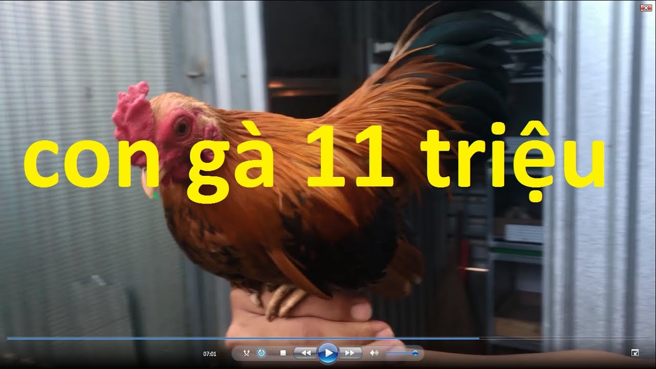 Gà tre rặc - Ngắm con gà 11 triệu tham quan trại gà nhà Phong