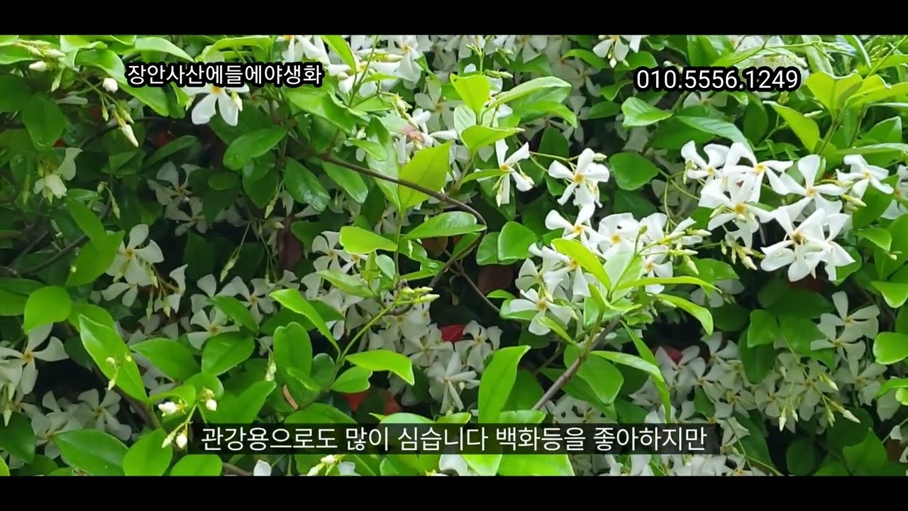 #백화등을 실패하는 이유 #백화등 #꽃말 #노지월동 #개화시기 #흰꽃 #덩쿨식물 #봄꽃 #단풍