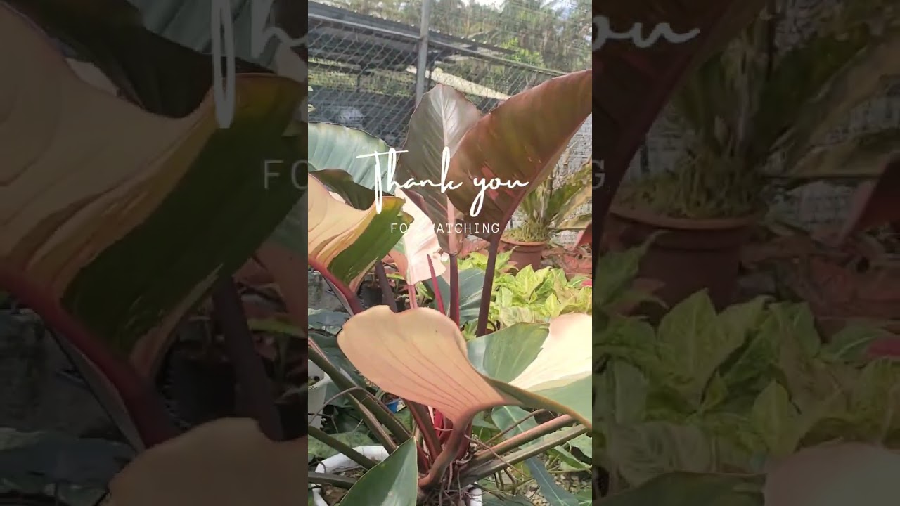 Matthew 18:10#shorts #garden #top rare #viral #philodendron #redcongo#variegated